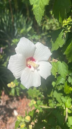 Plants