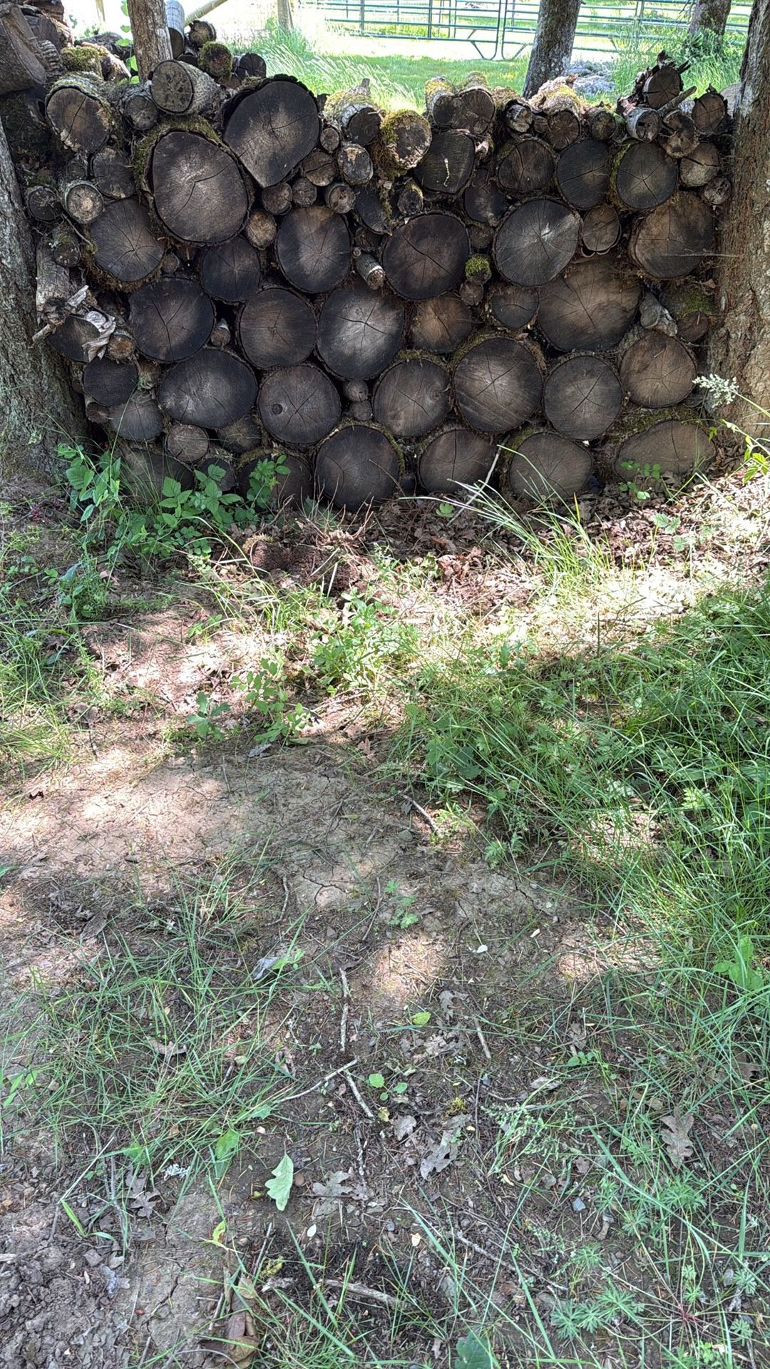 Free Firewood, Wood Rounds, Telephone Poles
