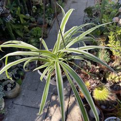 Variegated Spider House Plant 
