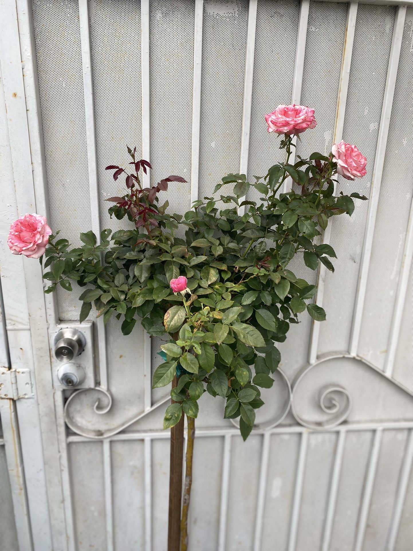 Rose Tree Pink Flowers Plant, In 5 Gallons Pot Pick Up Only
