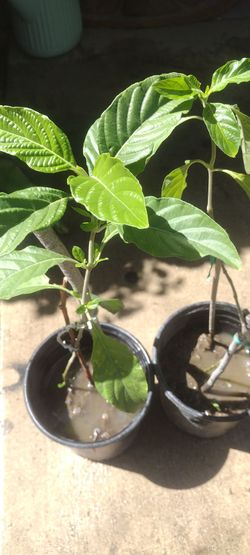 Muicle planta medicinal