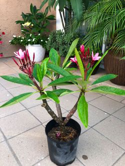 Plumeria