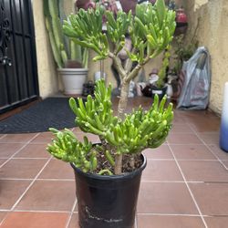 Crassula ovata Shrek Ogre Ears' Jade Succulent Plant