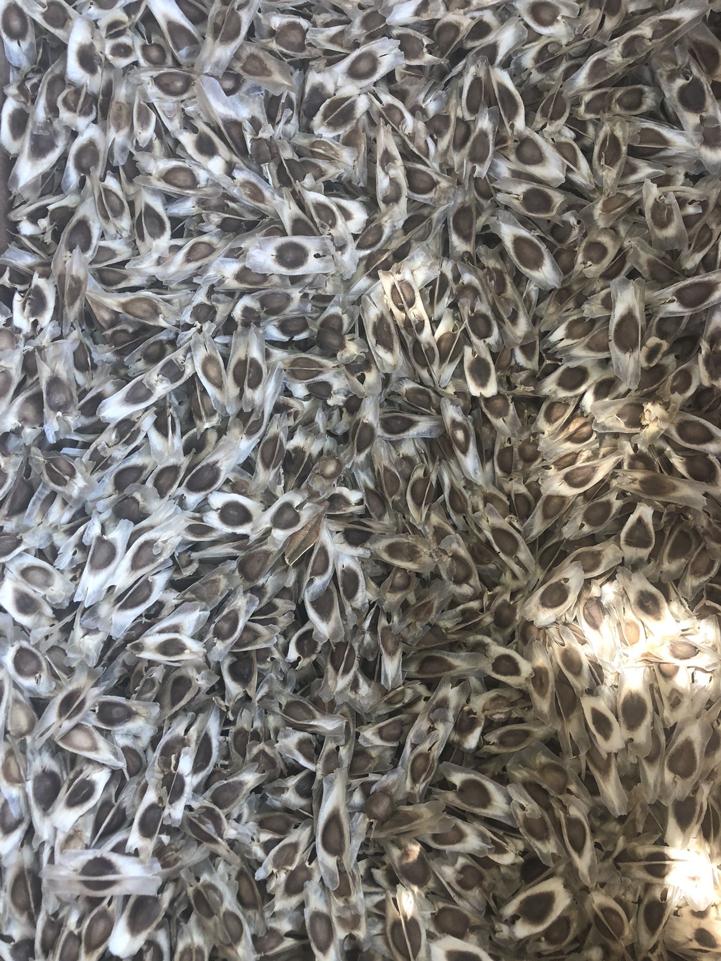 Moringa Seeds