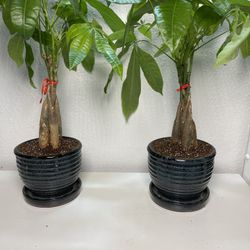 Money Tree Plants With Ceramic Pots-$15 each