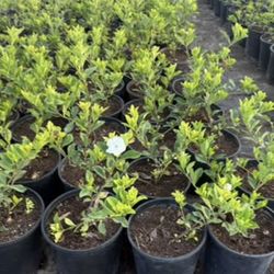 Gardenia Plans $25 Each Price Firm 