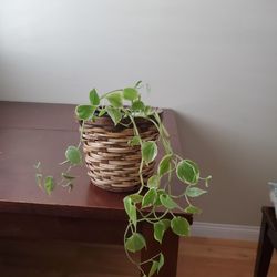 Hanging Plant Incl Basket Pot