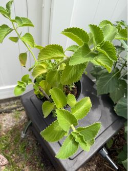 Oregano plant
