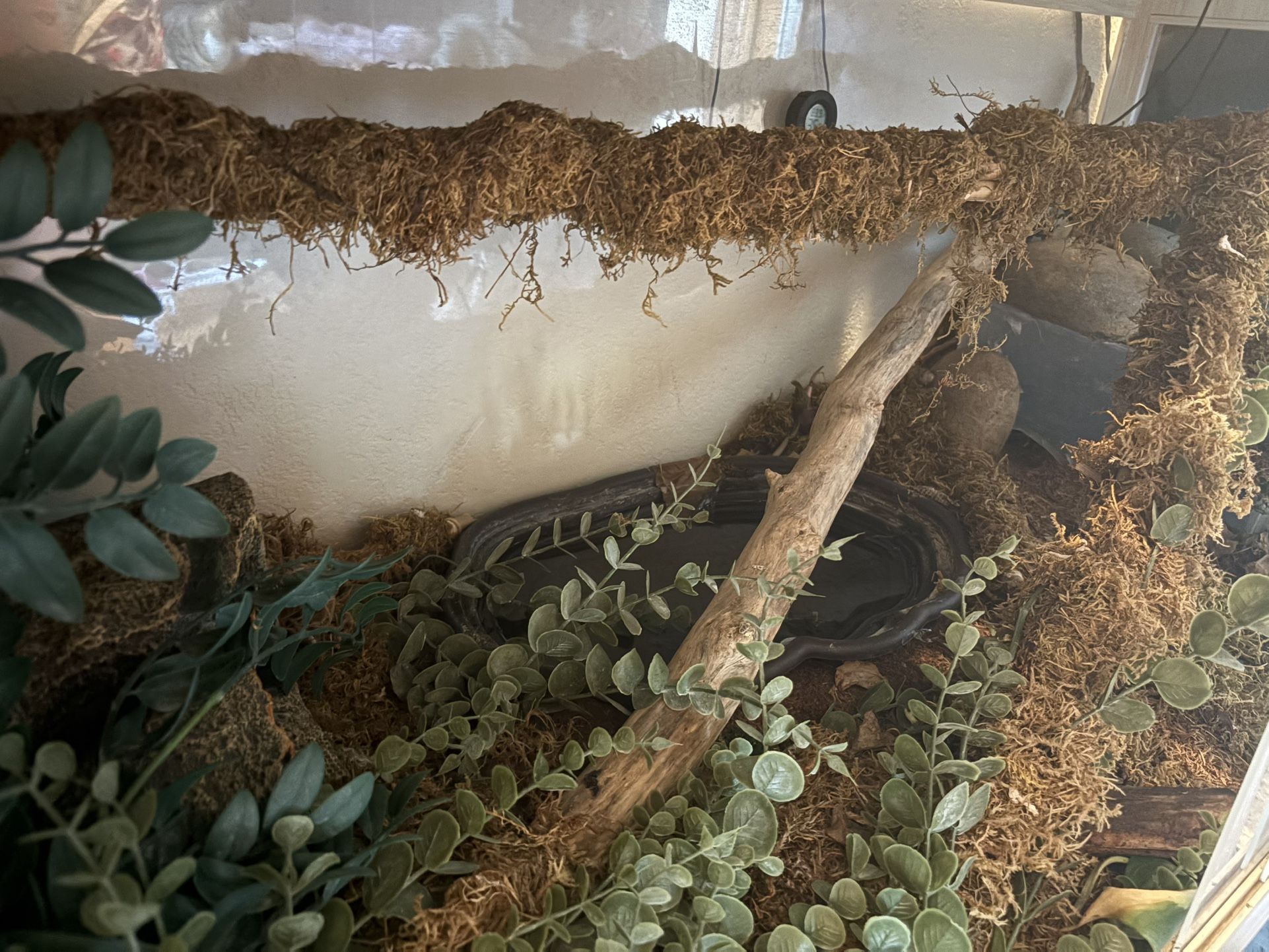 Ball Python Enclosure