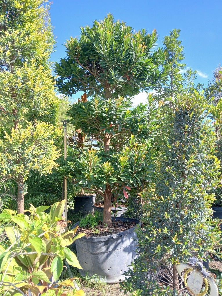 Large Japanese Blueberry Pom Pom Tree On Sale $450