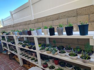 Succulents ( Read Description)