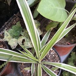 Planta Natural