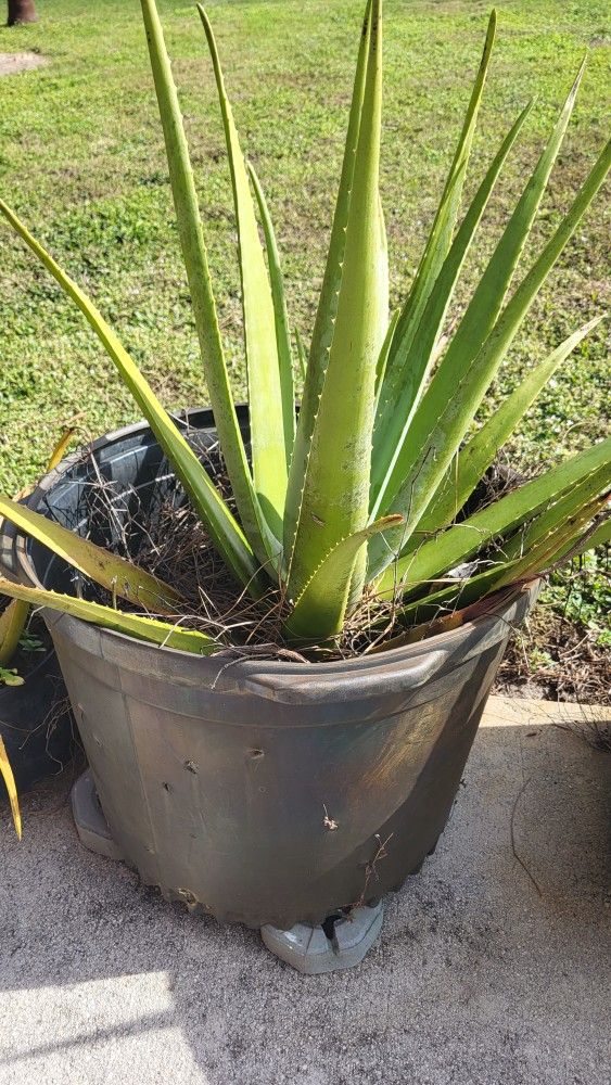 Aloe Vera Plants For Sale.