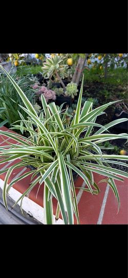 Spider Plant In  Hanging Pot