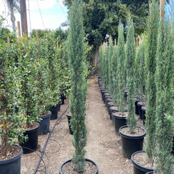 Cypress Hedge