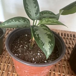 Air Purifying Live Indoor Plant, Beautiful Easy to Grow Clean Air Houseplant,