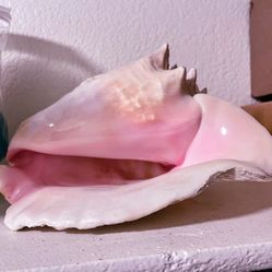 Large queen Conch Shell. 