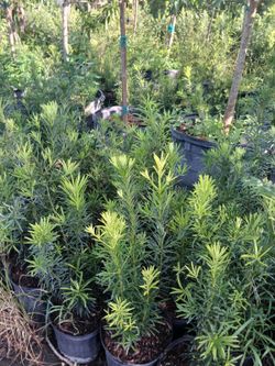 Podocarpus Sale! 3gl $6