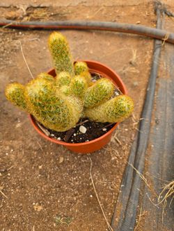 Cactus
