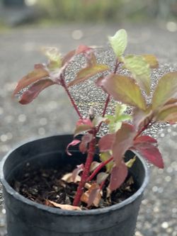 ‘Baton Rouge’ Red Twig Dogwood perennial plants