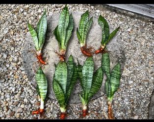 Snake plants
