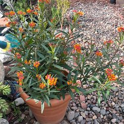 Tropical milkweed  and Balloon  plant To Attract Butterflies 🦋