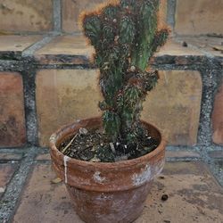 Potted Plant of CACTI/CACTUS Succulents