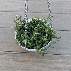 String of bananas succulent, come in a hanging planter, check profile for more plants. 