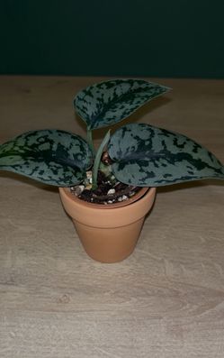 Scindapsus Silver Lady— 2” Pot