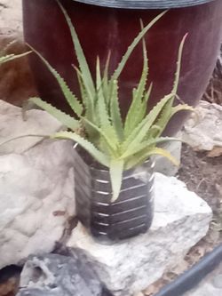 Aloe Vera Plant – Easy Care, Fast Growing
Planta Aloe Vera – Fácil Cuidado y Crecimiento Rápido.