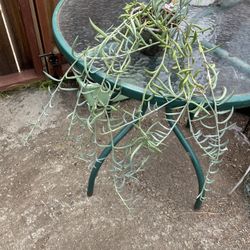 String Of Pearls Plant Pot