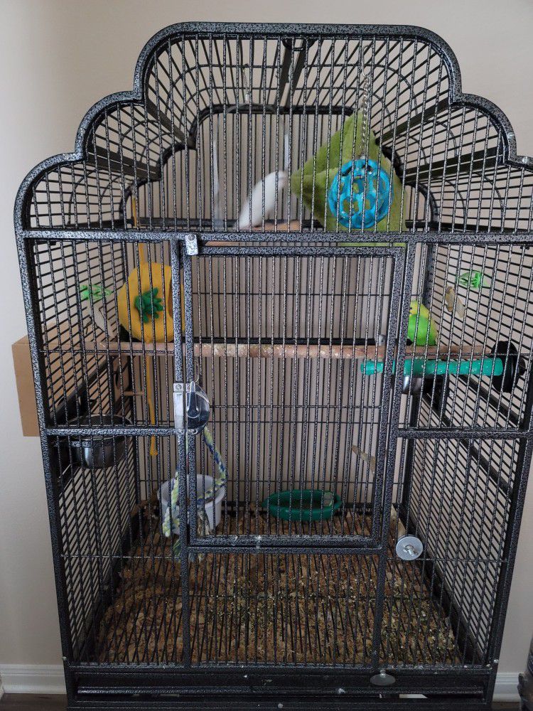 3 Parakeets and Huge Cage. 