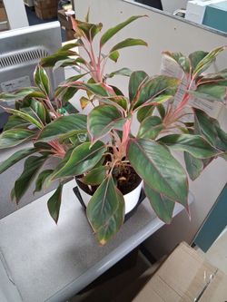 Beautiful And Healthy Asian Evergreen Indoor House Plant