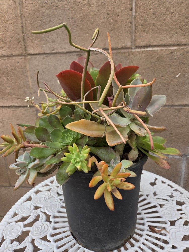 Suculent Plants Mix