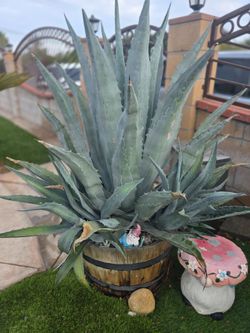 Blue Agave in barrel