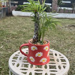 Very Healthy Little Palm Plant In Cute Cup 