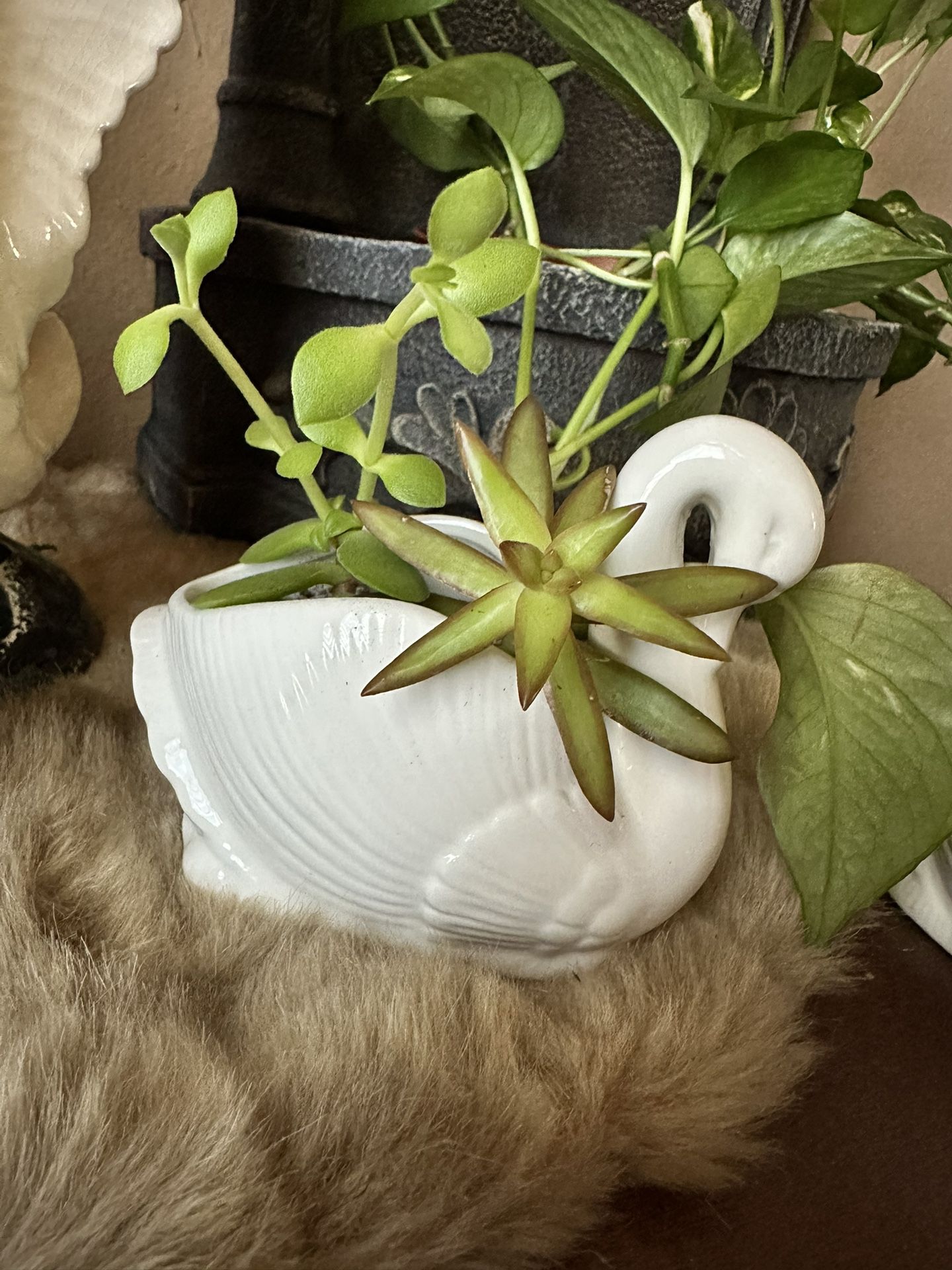 Swan 🦢 With Succulent Plant 🌱 