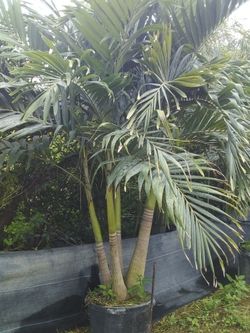 PRICE REDUCED! CHRISTMAS PALM IN 15 GALLONS 5' FEET TALL WITH MULTIPLE TRUNK FOR ONLY $50! ONLY A FEW LEFT