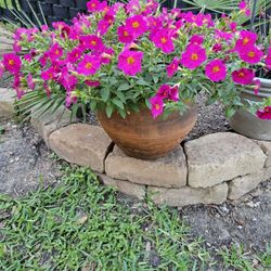 HUGE PETUNIA WITH FLOWER POT!!