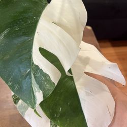 Variegated Monstera Albo Single Leaf Cuttings (rooted)
