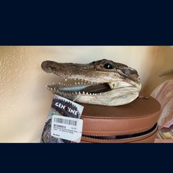 Alligator Head , Asking $65 