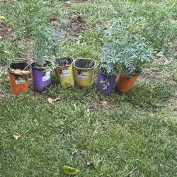 Rue Plants