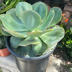 Beautiful Zuculent Plant 