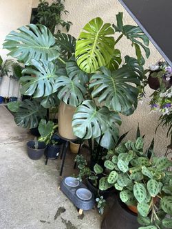 plantas naturales