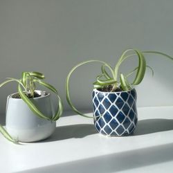 Trendy Lush Curly Variegated Spider Plant Bonnie/ Indoor Plant/ House Plant  Flower Patio Garden 