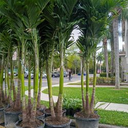 Christmas Palms Over 8 To 9 Feet Tall Instant Privacy Hedge For Fence 