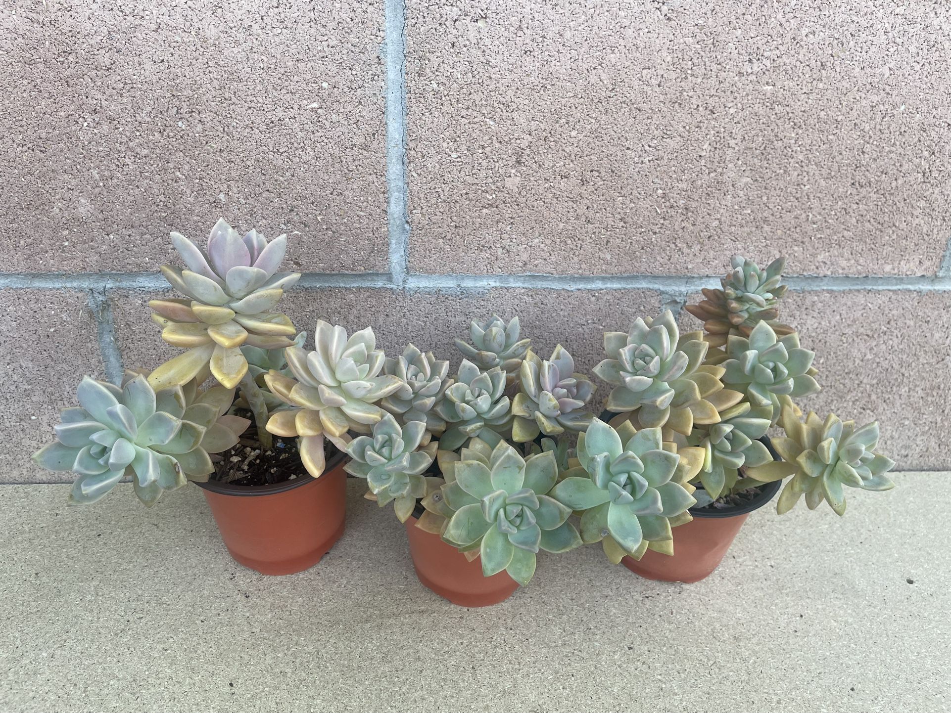 Succulent Plants