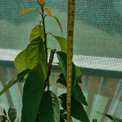 Hass Avocado Tree 52in 