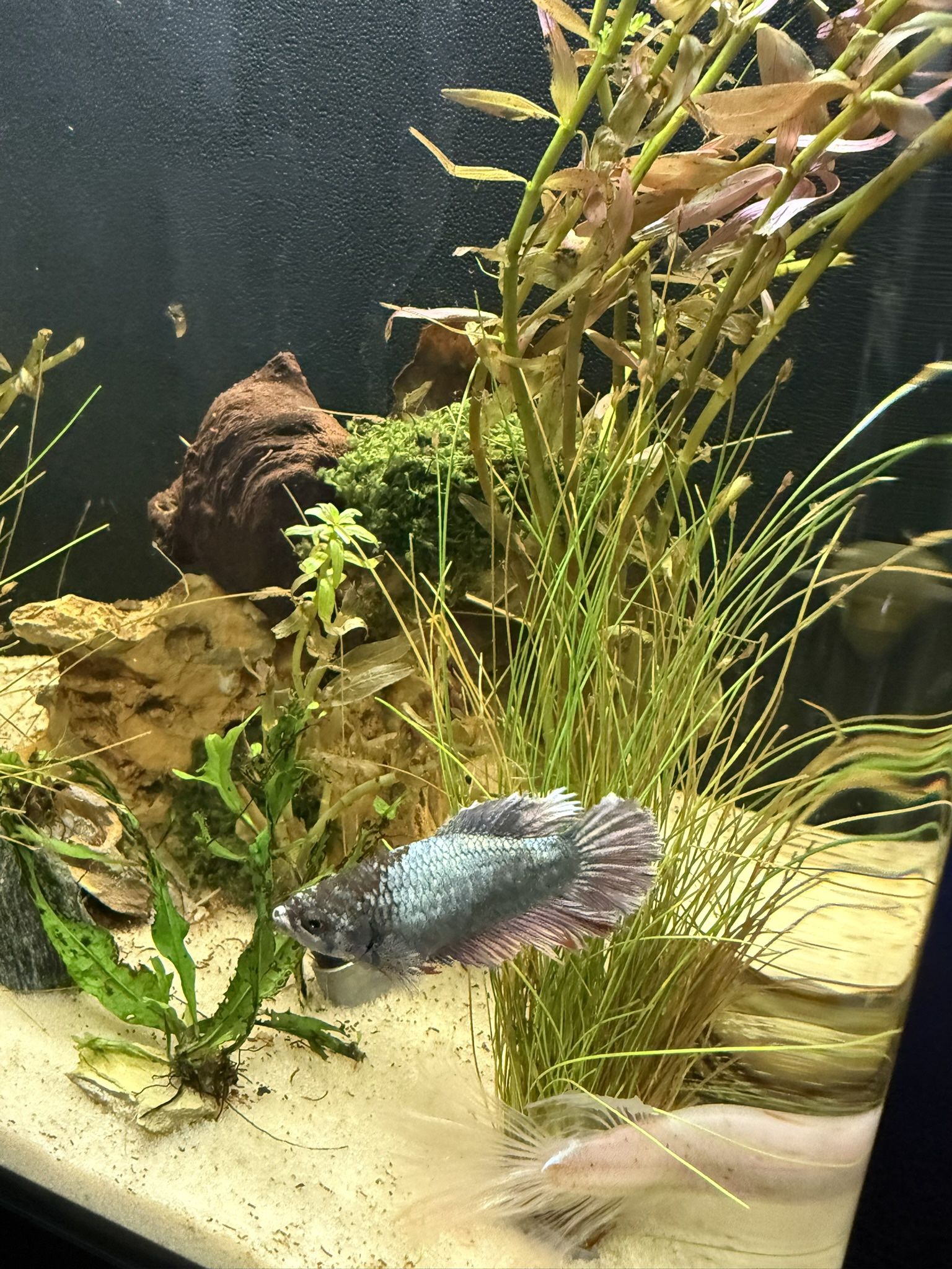 FISH TANK- BIOCUBE PECERA
