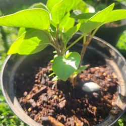 plantas de trompetas de Angel 